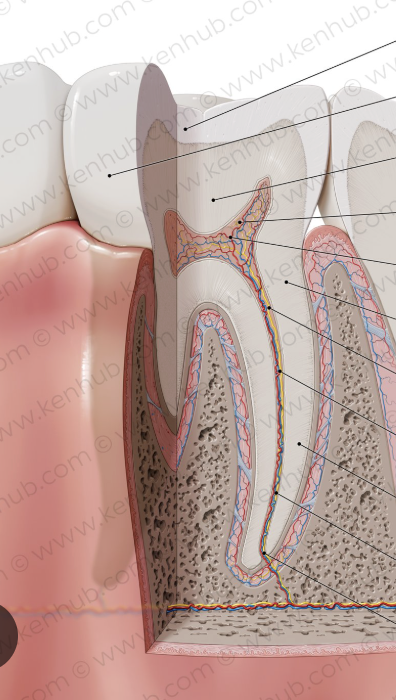 <p><span style="font-family: Calibri, sans-serif;">Apical foramen</span></p>