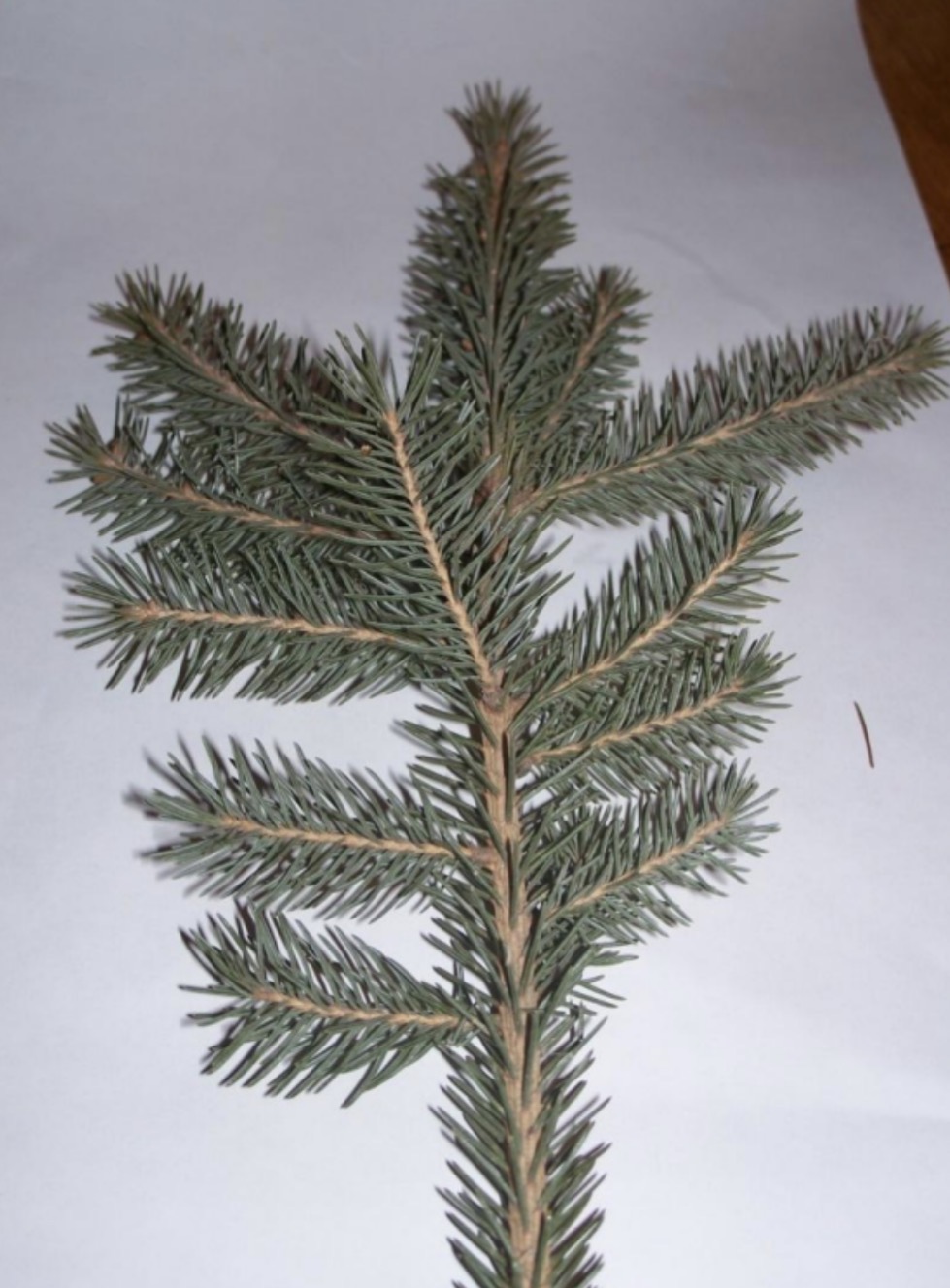 <p>What is this branch?</p>