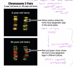 <p>epigenetics = can explain how some identical twins personalities = oppsites! --> explains; evil vs. sweet identical twins. </p><p>--one twin = played sports? --> lots of injuries, ate bad food? this twin = arthritis, other twin = no problem with arthritis</p><p>**picture shows; how twins start with similar DNA and then later in life with environmental exposures; DNA's are expressed differently!!</p>