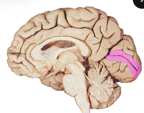 <ul><li><p>located on either side of calcarine sulcus</p></li><li><p>receives information from lateral geniculate nucleus (LGN)</p></li></ul><p></p>