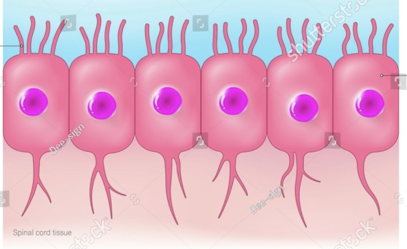 <p>what type of neuroglia is this and what does it do</p>