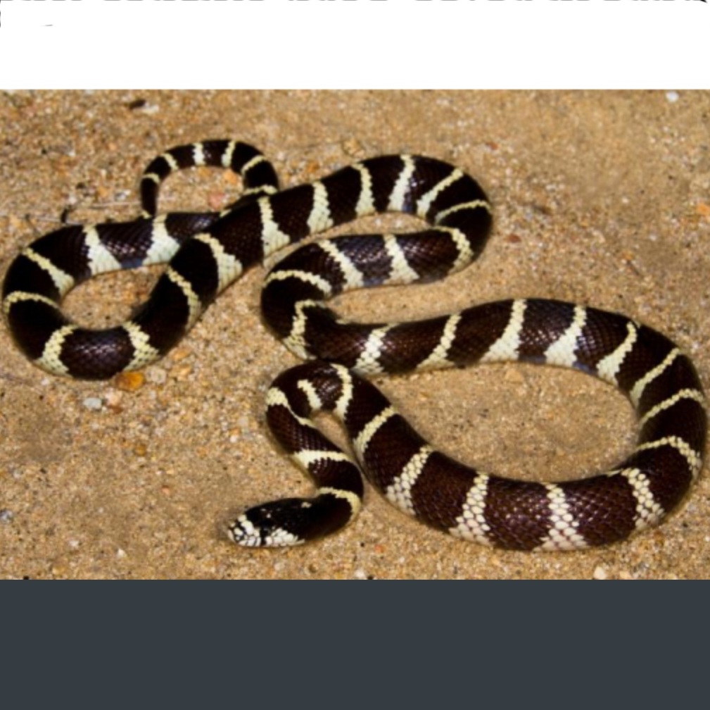 <p>name this animal</p>