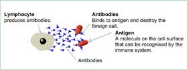 <p>They are specific to the antigen and they bind to form an antigen-antibody complex. This renders the antigen inactive by:</p><p>1. agglutination</p><p>2. marking for phagocytosis.</p>