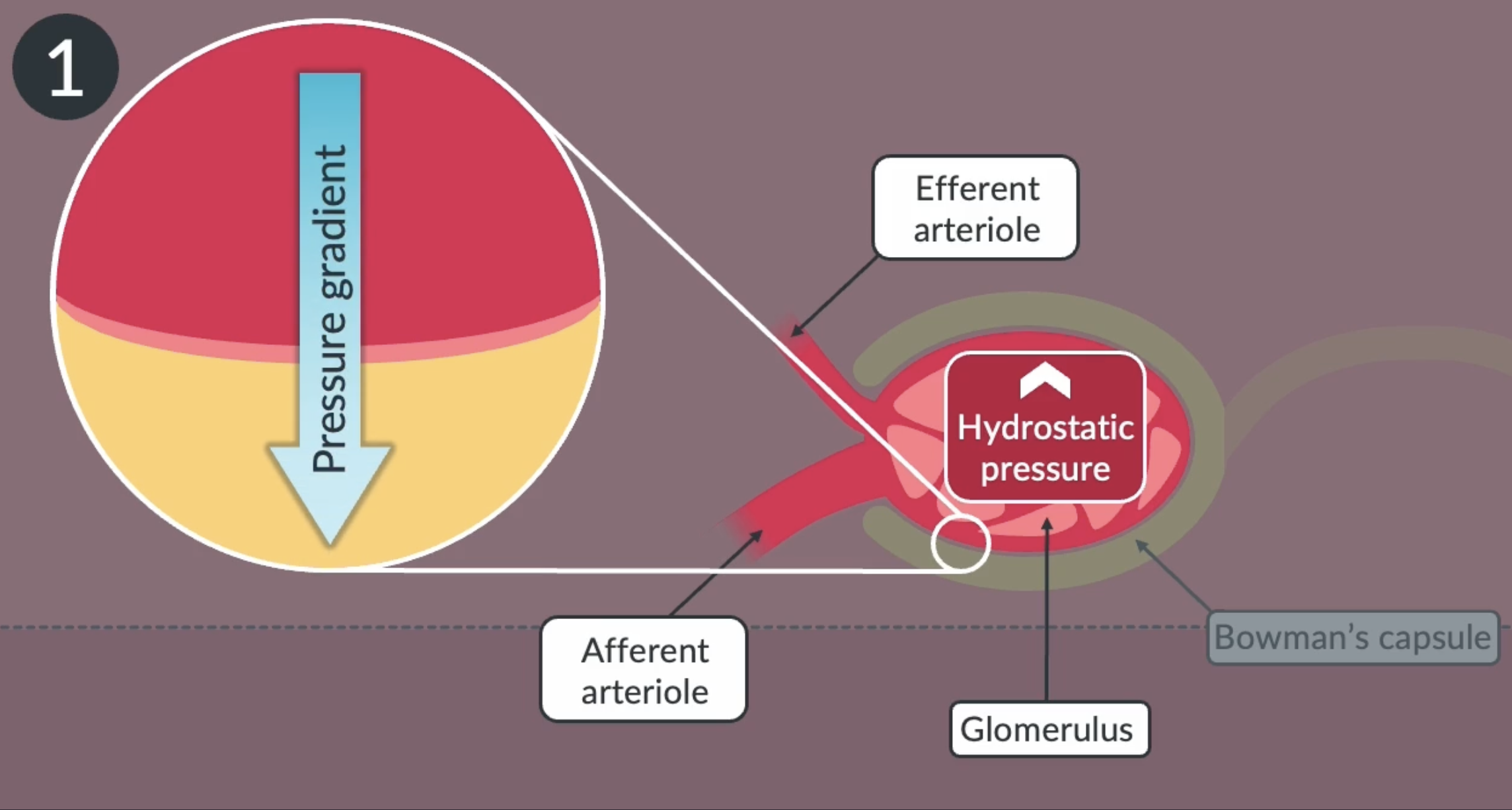 <p>the blood in the glomerulus has a high hydrostatic pressure because the afferent arteriole has a larger diameter than he efferent arteriole. this creates a pressure gradient between he glomerulus and bowmans capsule, causing substances to pass out of the glomerulus and into the bowmans capsule </p>