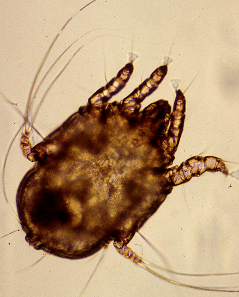 <p>Surface dwelling mite</p><p>Legs, tail, &amp; pubic regions</p><p>Not a Reportable Disease!</p>