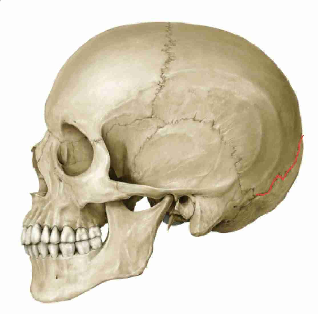 <p>separates parietal and occipital bones</p>