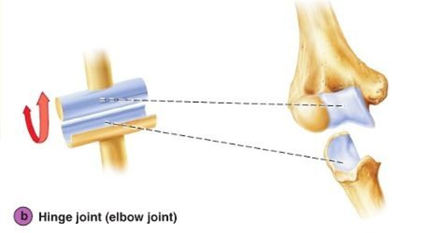 <p>Joint between bones (as at the elbow or knee) that permits motion in only one plane</p>