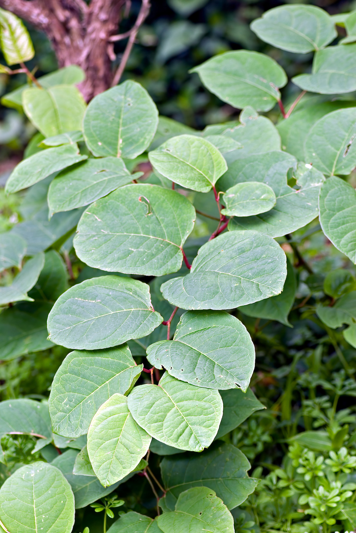 <p>Parkslide     (Polygonaceae = Slideväxt) (KÄNN IGEN PÅ BLAD)(Bambuliknande skott)(Hängande växtsätt)(Stora blad)</p>
