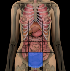 <p>lower middle portion</p>