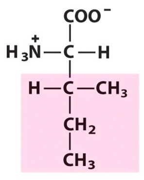 <p><span>Nonpolar amino acid. [Ile, I]</span></p>