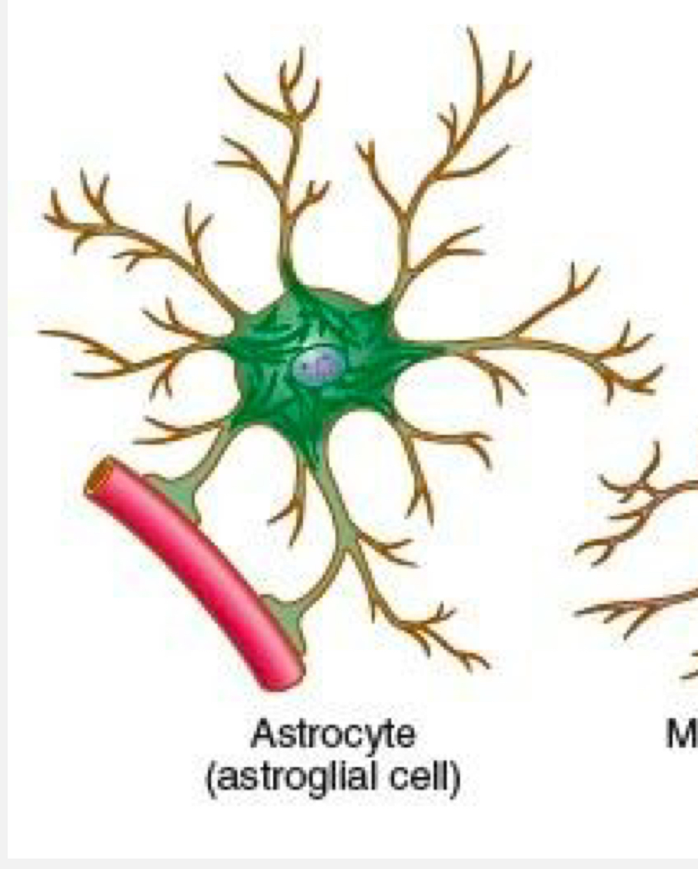 <p>astrocytes</p>