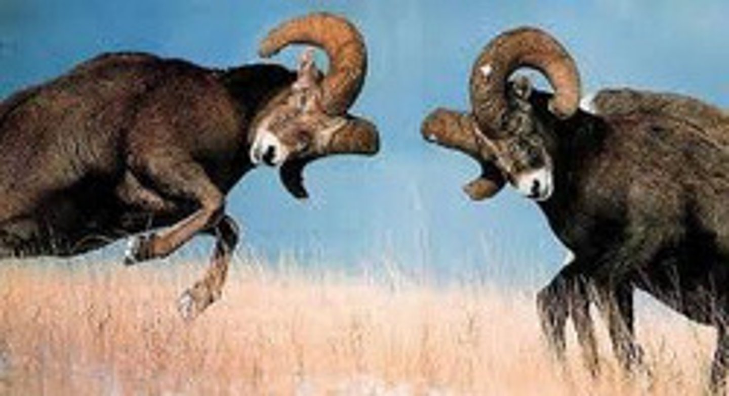 <p>Competition between members of the same species</p>