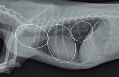 <p>What lives in the cranial mediastinum?</p>