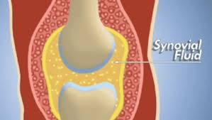 <p>Lubricates the joint, reduces friction on cartilage, and acts as a shock absorber.</p>