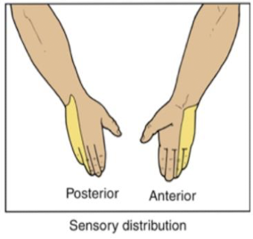 <p>Ulnar Nerve - sensory innervation </p>