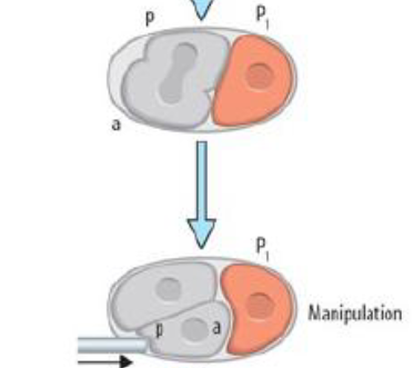 <p>What happens if you push and rotate the future ABa cell?</p>