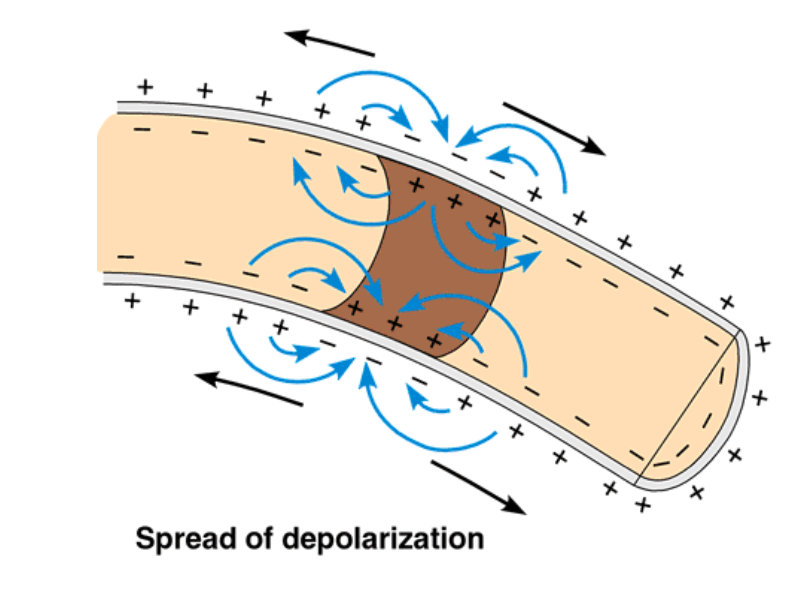 <p>Current spreads in both directions from the site of stimulation </p>