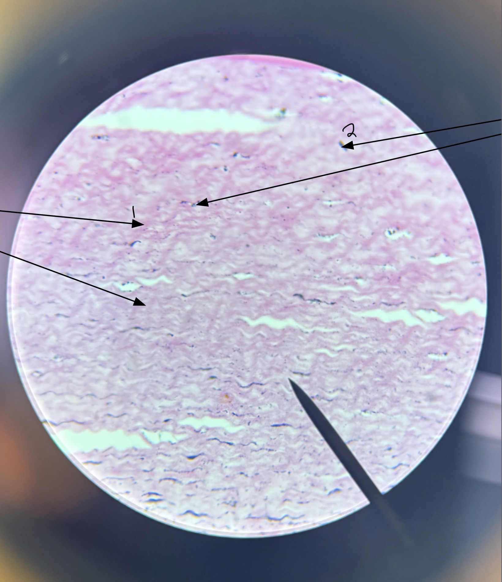 <p>Name the structures.</p>