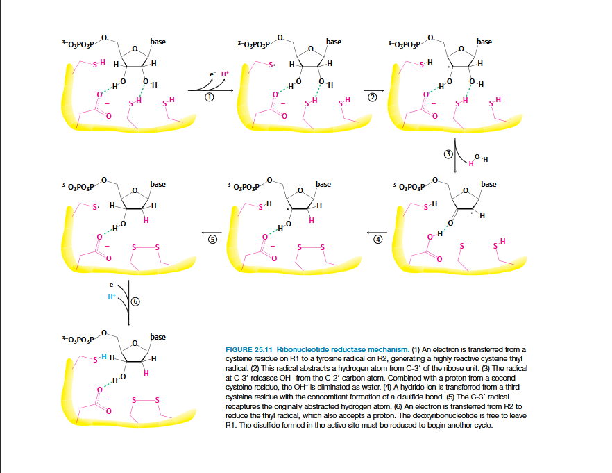 <p>Two H atoms are donated by NADPH and carried by proteins thioredoxin or glutaredoxin.</p>