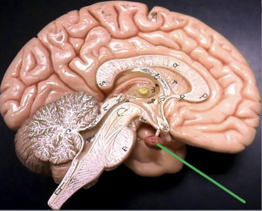 <p>major endocrine gland of the body, located within sella turcica of sphenoid bone</p>