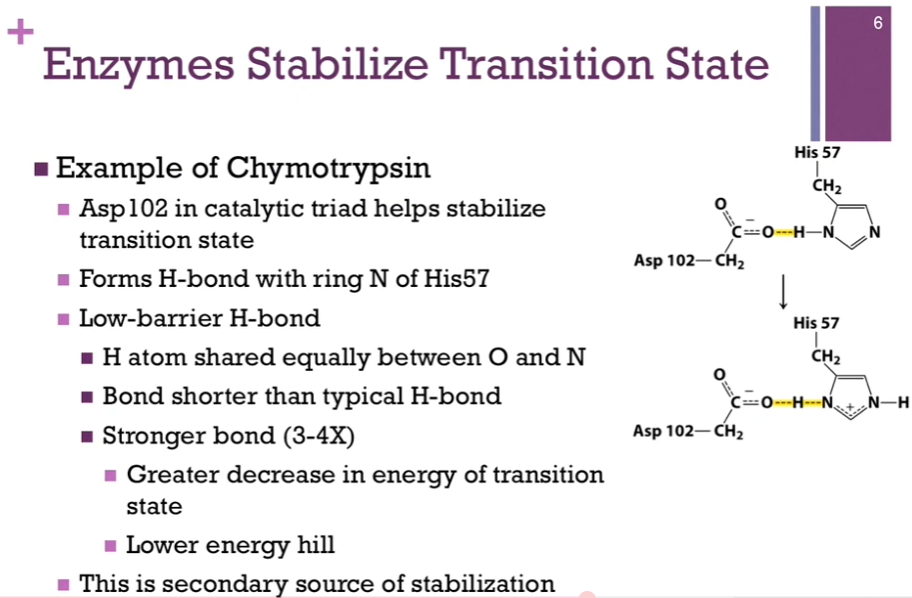 <p>Our best SUPPORTING actor => Asp102. Role in the catalytic triad is to stabilize that His residue by FORMING a hydrogen bond. </p><p>Remember the HYDROGEN bond (top molecule), we have a hydrogen atom between two EN element (H is between O and N!!). It’s COVALENTLY bound to one (paying attention to top molecule is confusing? I would have thought the O and H bond would have a covalent bond and is closer together/stronger according to clarification below?). Dotted, highlighted bond = the hydrogen bond with the other EN atom.  In a typical hydrogen bond, the covalent bond being stronger means that THAT would represent a shorter bond length, and a further distance away from the other EN element. </p><p>This H bond that forms between Asp and His, however, is a LOW barrier hydrogen bond! AKA (bottom molecule), the H bond is equidistant between the O and the N. <strong>So, the distance between that H atom and its hydrogen bonding partner oxygen is CLOSER than it otherwise would be</strong> (?) (Clarification: For a TYPICAL H bond between an O and a N: O-HdashdashN. The H is much closer to the oxygen it is covalently attached to [makes sense!]. The O-H bond is short and strong. The HdashdashN interaction is longer and weaker. BUT in a low barrier hydrogen bond: OdashdashHdashdashN. The O-H and H-N distances become mote similar. The bond is stronger than a typical hydrogen bond!). Since the bond length is SHORTER, the bond strength is STRONGER (makes sense) (stronger by 3-4X). By forming this low barrier hydrogen bond, we have decreased our energy hill transition state even further! => this is the SECONDARY source of stabilization! </p>
