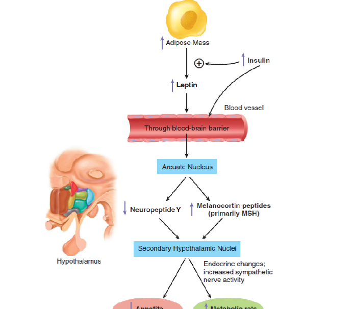 <ol><li><p>High adipose mass increases leptin release. </p></li><li><p>leptin crosses blood brain barrier. </p></li><li><p>leptin goes into arcuate nucleous. </p></li><li><p>Leptin suppresses NPY, and activates MSH (POMC/CART pathway).</p></li><li><p>MSH enters secondary hypothalamic nuclei. </p></li><li><p>Results in decreased appetite and increased metabolic rate. </p></li></ol><p></p>