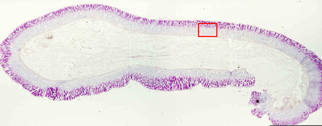 <p>preparaat en kleuring</p>
