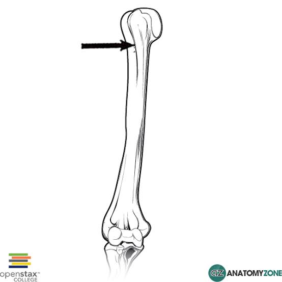 <p>A long deep narrow groove or furrow on the surface </p><p> accommodates tendons, nerves, or blood vessels. </p>