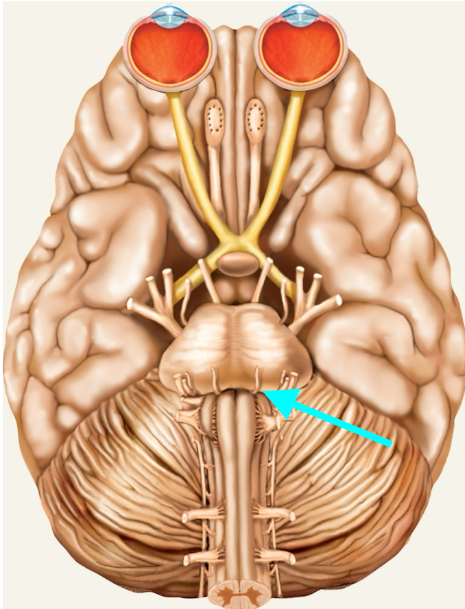 <p>Nerve, number, sensory or motor?</p>
