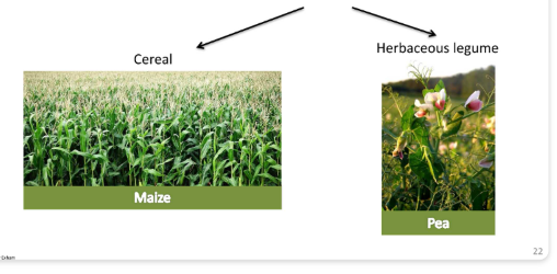 <p>Flowering Plants like Herbacious Legume</p><p><br>Non-flowering Plants like Cereal</p><p></p>