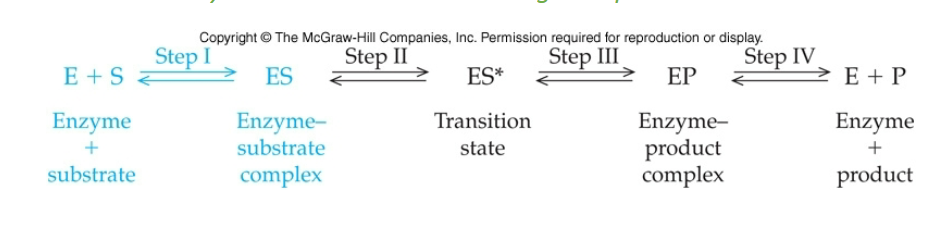 <p>Enzyme + Substate <br>Enzyme substrate complex<br>Transition state<br>Enzyme product complex<br>Enzyme + Product</p>