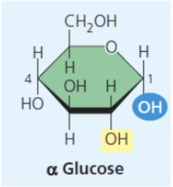<p>These are the monomers of carbohydrates also called simple sugars and are mostly used as an energy source or structure and are very soluble in water. They may be linear or ring form</p>