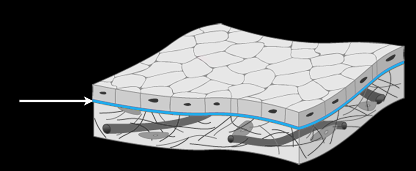 <p>Transitional layer between epithelial and connective tissue. Allows for filtration between layers and anchors epithelial to connective tissue.</p>