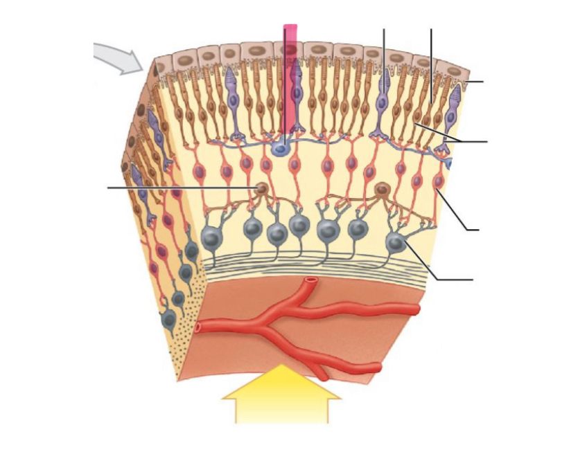 term image