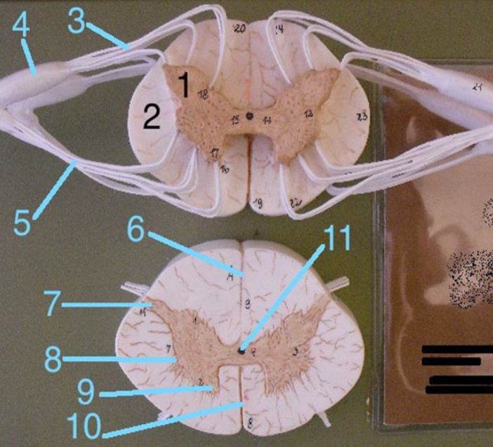 <p>8</p>