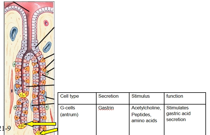 knowt flashcard image
