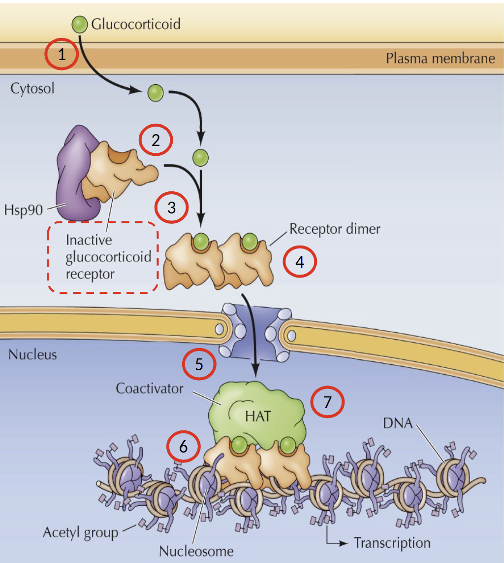 <p>Glucocorticoid diffuses across plasma membrane into cytosol and binds to inactive glucocorticoid receptor/Hsp90 (chaperone) complex. Receptor is then dimerized and the nuclear localization signal is exposed → dimer transported across nuclear envelope. Receptor dimer binds to recognition sites in DNA. </p><p>Association with co-activators with Histone Acetyltransferase (HAT) activity to stimulate transcription</p>
