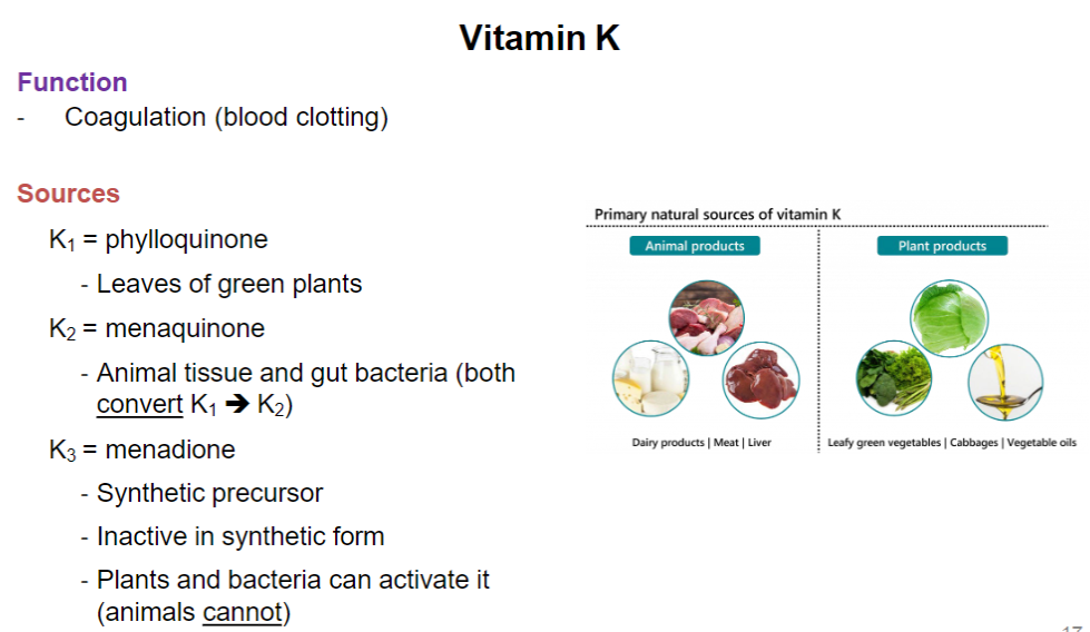 <p><strong>Function</strong><br> • <strong>Coagulation</strong> → blood clotting</p><p><strong>Sources</strong></p><p><strong>Vitamin K₁ – Phylloquinone</strong><br> • Found in <strong>leaves of green plants</strong></p><p><strong>Vitamin K₂ – Menaquinone</strong><br> • Found in <strong>animal tissue</strong> and <strong>gut bacteria</strong><br> • Animal tissue and gut bacteria can convert <strong>K₁ → K₂</strong></p><p><strong>Vitamin K₃ – Menadione</strong><br> • <strong>Synthetic precursor</strong><br> • Inactive in its <strong>synthetic form</strong><br> • <strong>Plants and bacteria</strong> can activate it<br> • <strong>Animals cannot</strong> activate it</p>