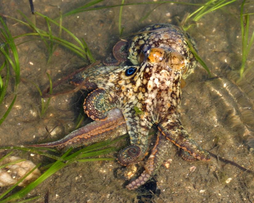 <p>Two-Spot Octopus</p>
