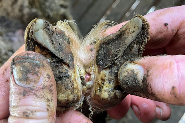 <p>Ovine contagious foot rot.</p>