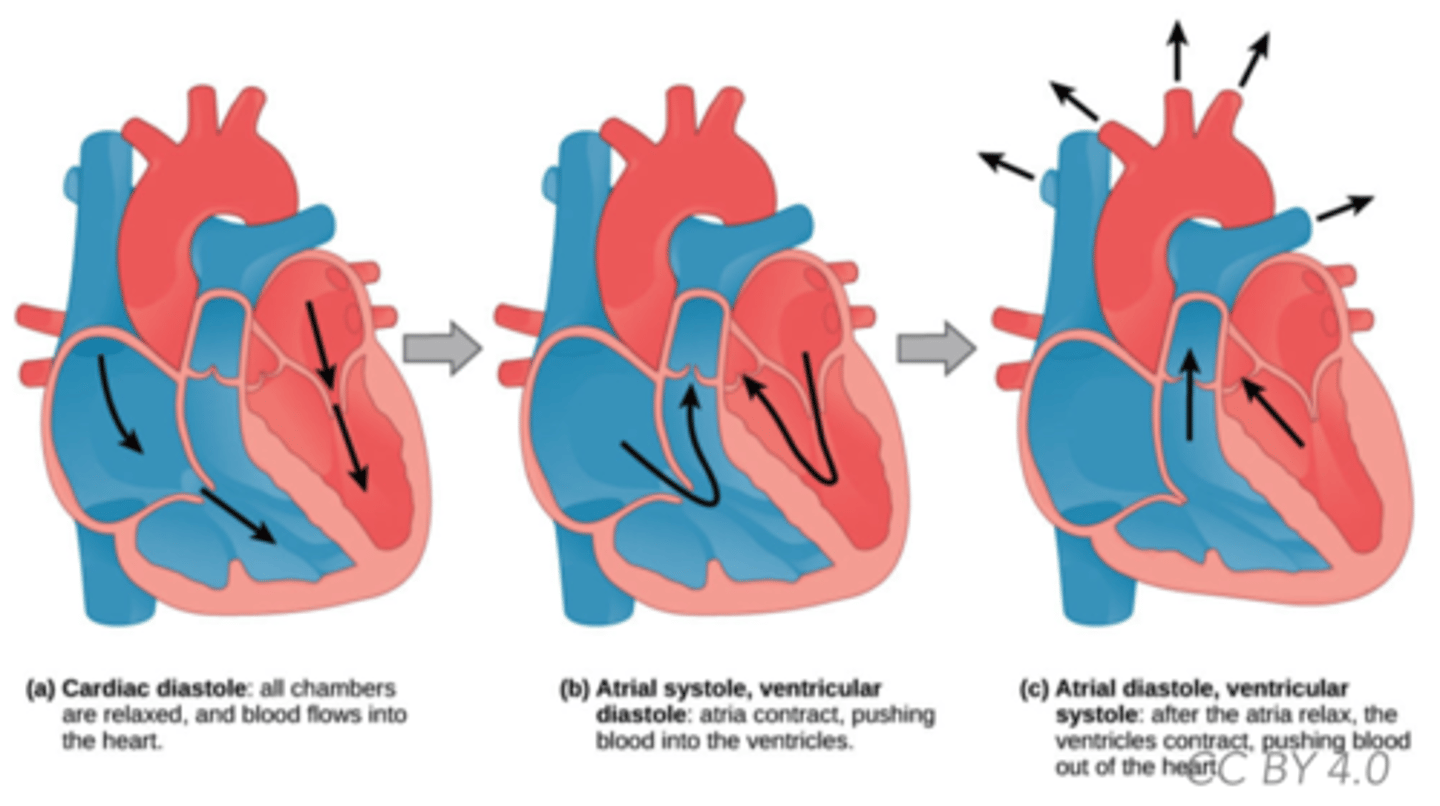 <p>pulmonary arteries and aorta</p>