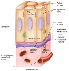 <p>-on top: closest to epithelial cells</p><p>-selective filter that only allows certain substances to pass</p><p>-thin sheet of glycoproteins</p><p>-produced by epithelial cells</p>