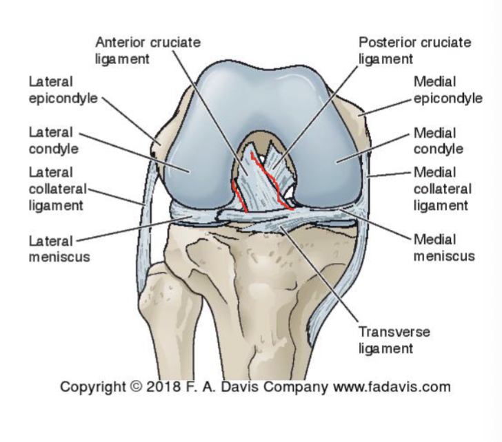 <p><span><br><strong>Proximal attachment= </strong>posterior medial aspect of lateral femoral condyle<br></span></p><p><span><strong>Distal attachment=</strong> lateral edge of medial tibial spine</span></p><p></p><p><span><br><strong>2 Bands</strong></span></p><ul><li><p><span>Anterior/medial</span></p></li><li><p><span>Posterior/lateral</span></p></li></ul><p></p><p><span><strong>Direct blood supply</strong></span></p><p></p>
