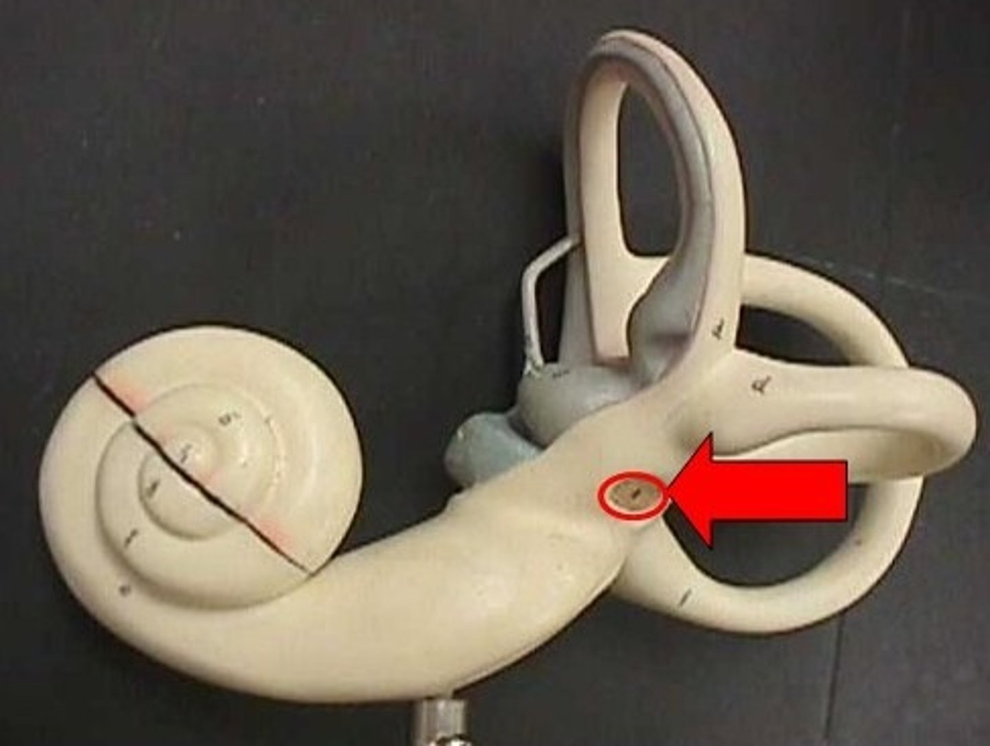 <p>where the stapes connects to the inner ear</p>