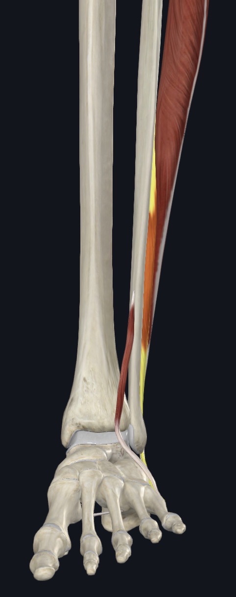 <p>Everts and weakly plantar flexes ankle</p>