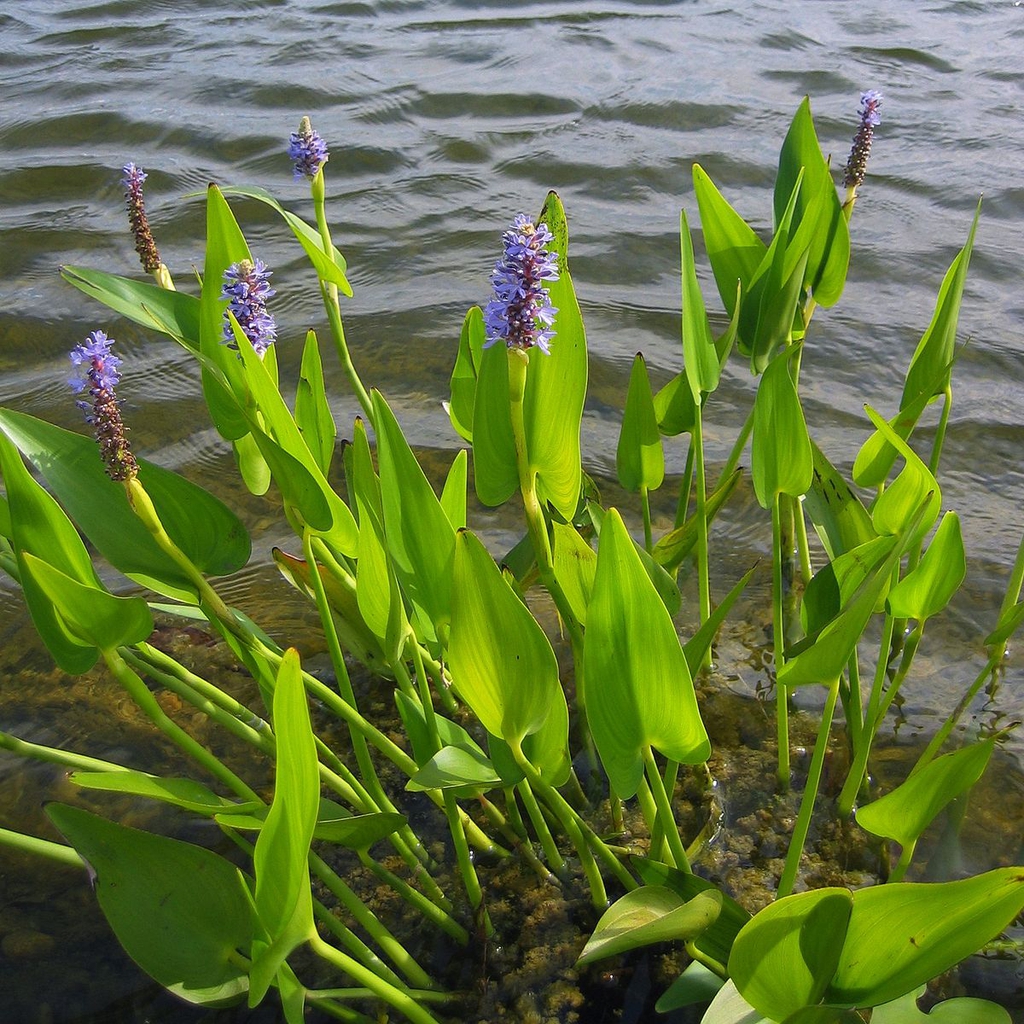<p>Dense colonies of thick, broad leaves, growing in shallow water, Long Pond margins in calm River edges.</p>