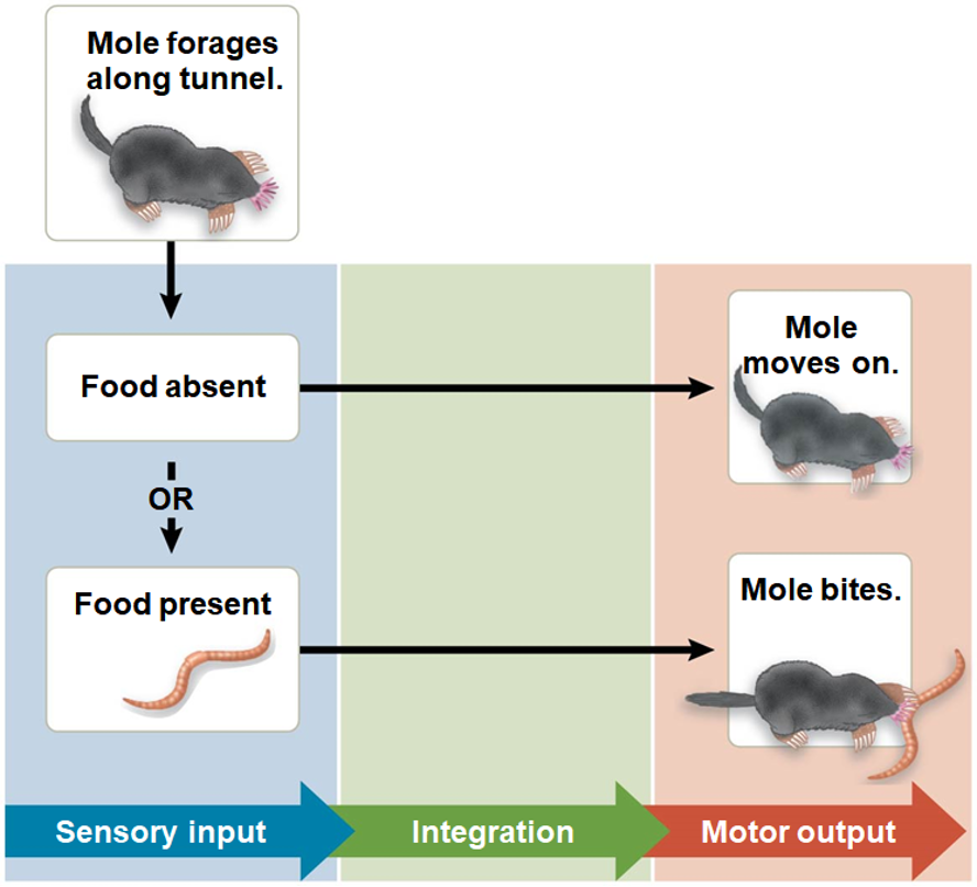 <p>Sensory Receptor</p>