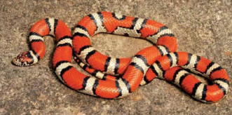 <p>What is the common name of this organism and what class does it belong to?</p>