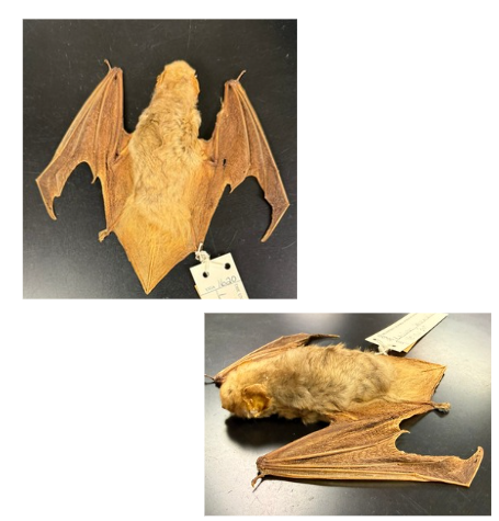 <p>What is the scientific name, common name, and the taxonomy of the species?</p>