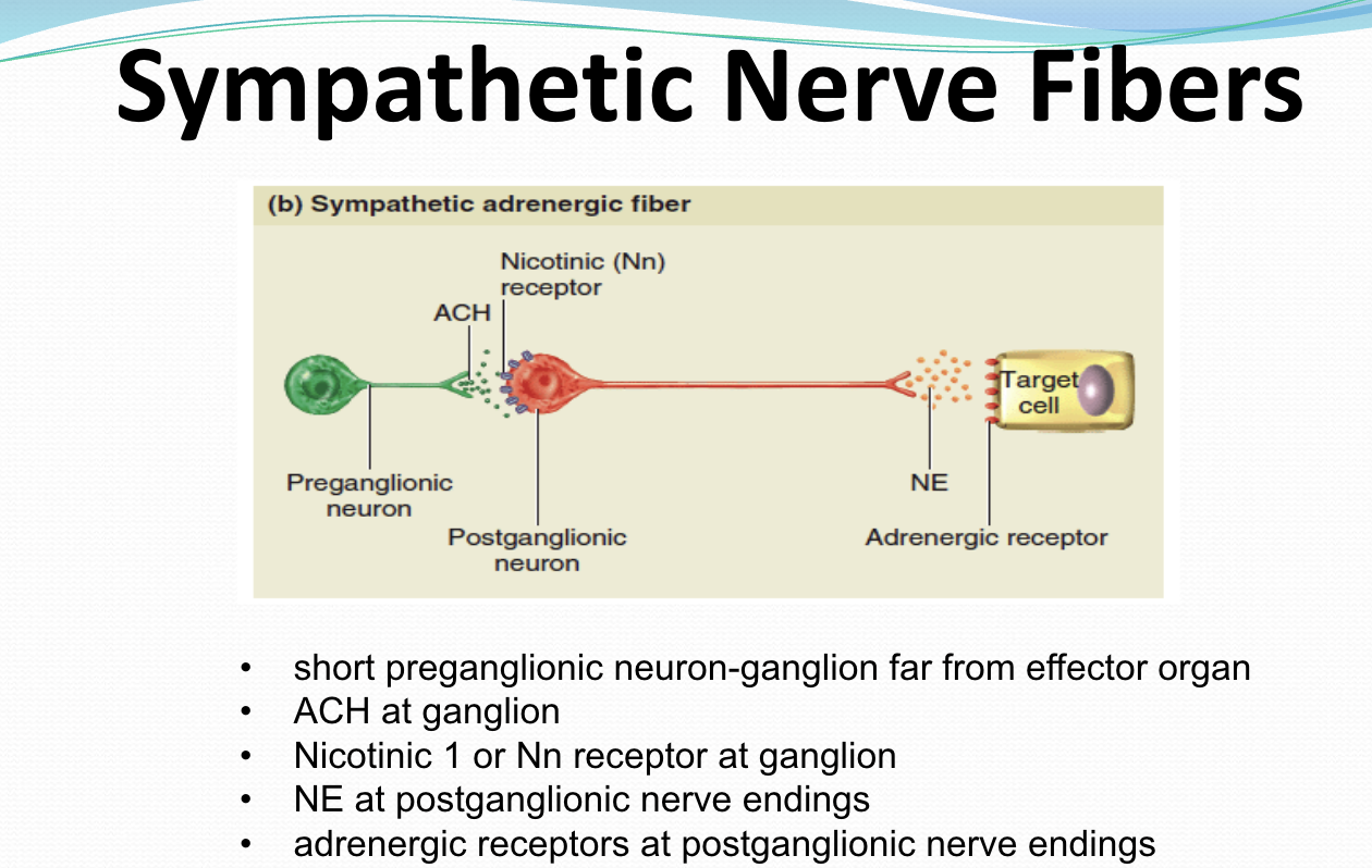 <p>Why is the first neuron short? </p>